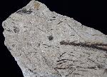 Doliostrobus taxiformis KVACEK 1971 - Bild © FossNet FossilienStore